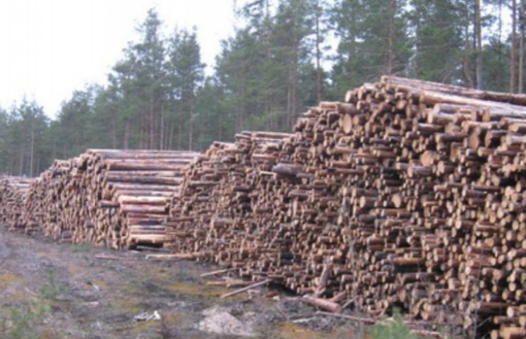Под Киевом вырубают лес: Бревна вывозят…