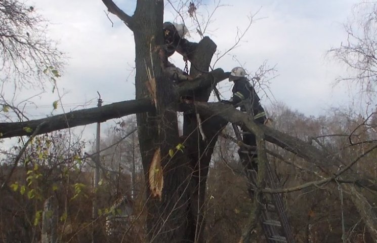 На Черкащині чоловік загинув на дереві,…