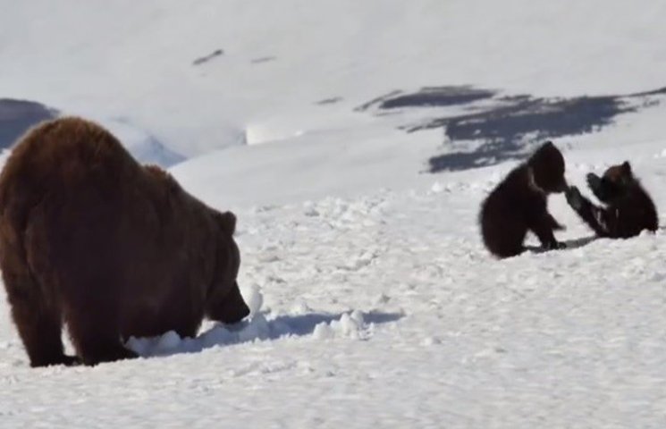 На России начали снимать фильм о медведя…