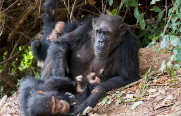 Самцы шимпанзе оказались заботливыми отц…
