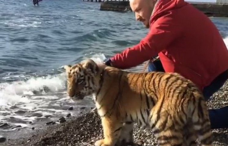 В Сочи сбежал цирковой тигр: продолжаютс…