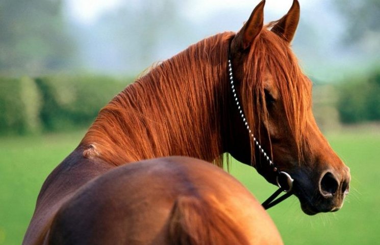 У 19-річної житомирянки вкрали коня…