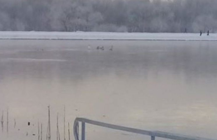 Во Франковске мороз сковал лебедей посре…