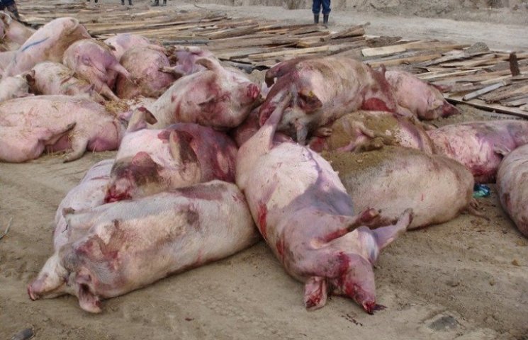 Майже вісім тисяч свиней знищать на "Под…