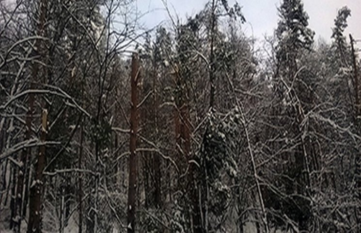 Аномальні снігопади знищили 20 гектарів…