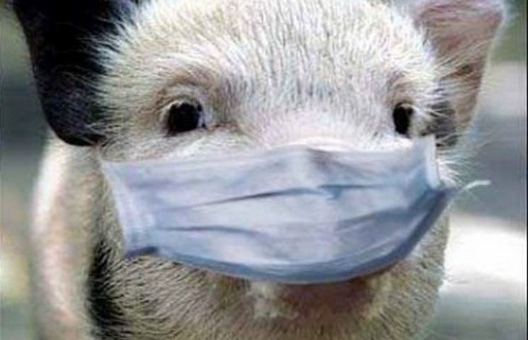 На Одещині через африканську чуму свиней…