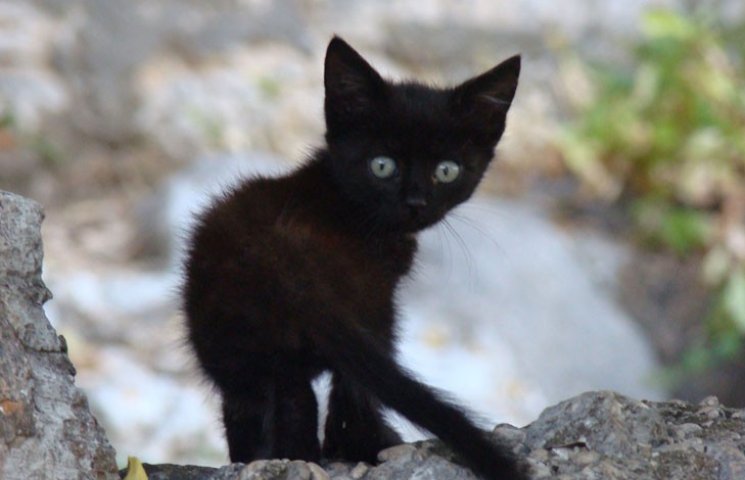 Могли ли бы вы быть черным котом (ТЕСТ)…