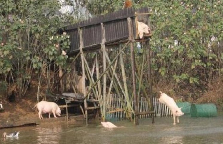Китайський фермер привчив свиней стрибат…