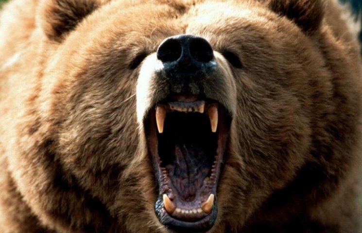 У Сочі дикий ведмідь насмерть задер жінк…