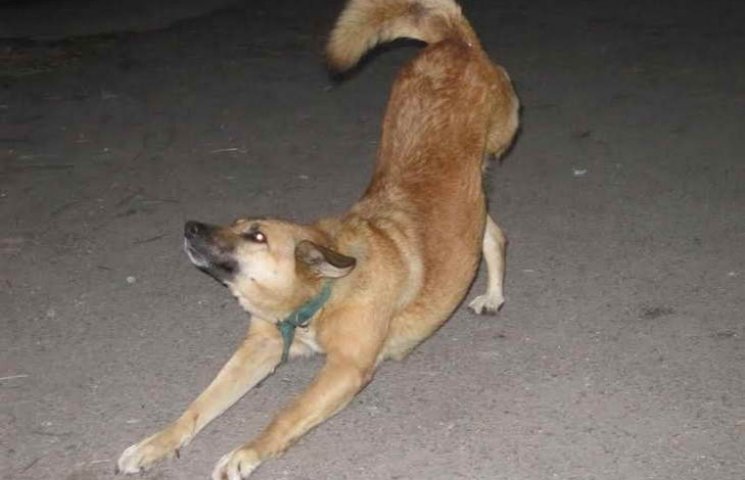 Люди vs звери: Запорожских собак-инвалид…