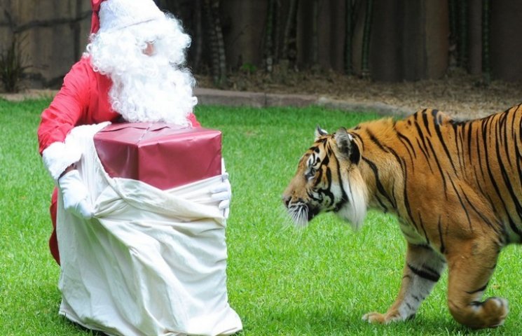 В Луцке Дед Мороз будет жить с тиграми…
