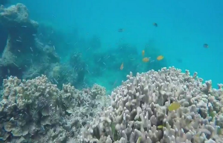 Большой Барьерный риф неподалеку от бере…