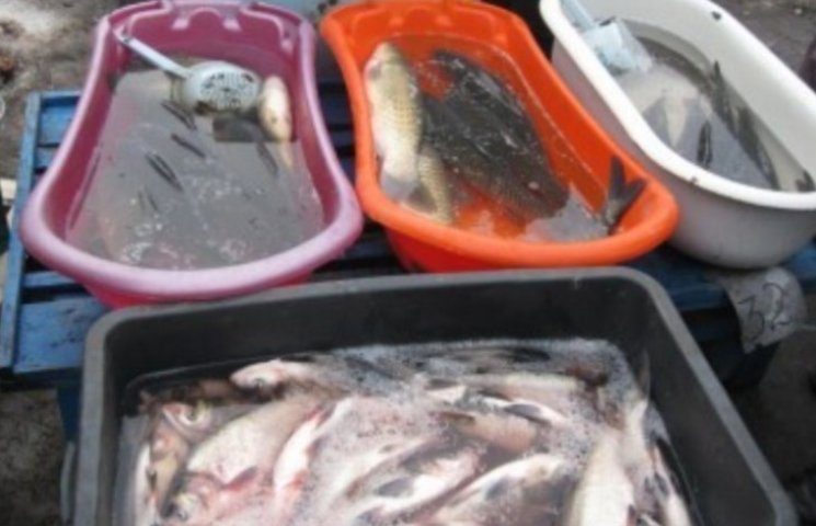 У Ромнах планують реалізовувати рибу на…