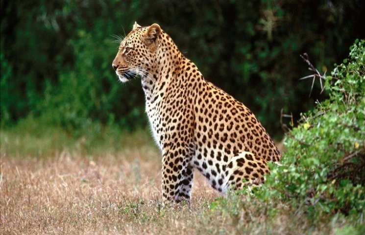На Кубані найбільш таємничий леопард пот…