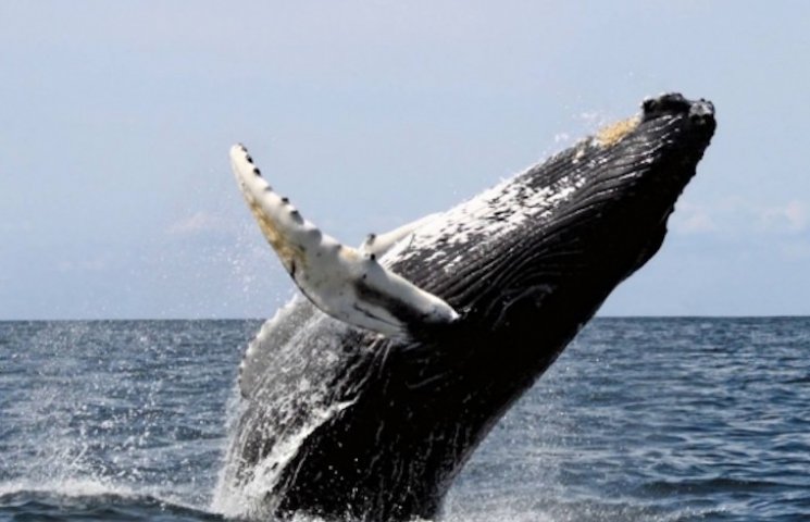 Вчені з'ясували, навіщо кити вистрибують…