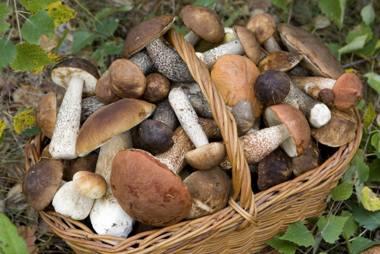 На Вінниччині отруїлися грибами батьки і…