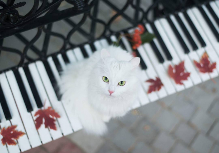 Запорожская кошка стала звездой соцсетей…