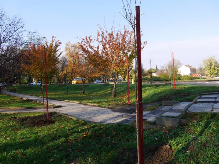 У центрі Ужгорода висадять 250 дерев (ФО…