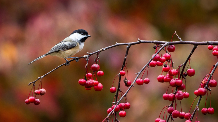 Осенний пробег, птичий праздник и идеаль…