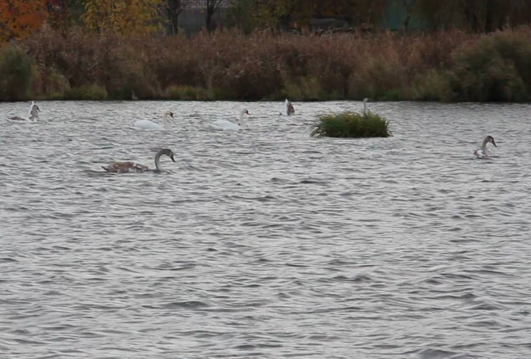 У Харкові на озері оселилася лебедина ро…