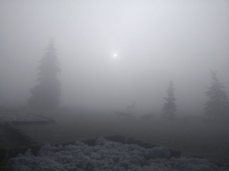 Фото дня: Олень в тумане в центре Каменс…