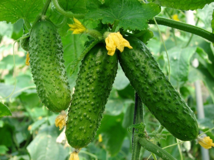 Огірки в Україні цьогоріч встановили цін…