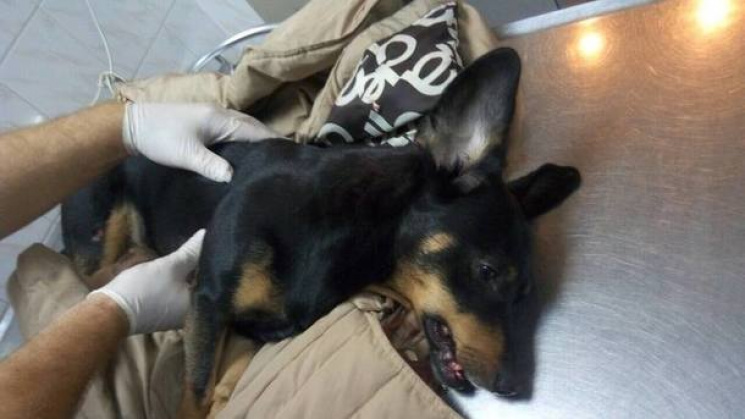 В Одесі сталося чергове вбивство собаки:…