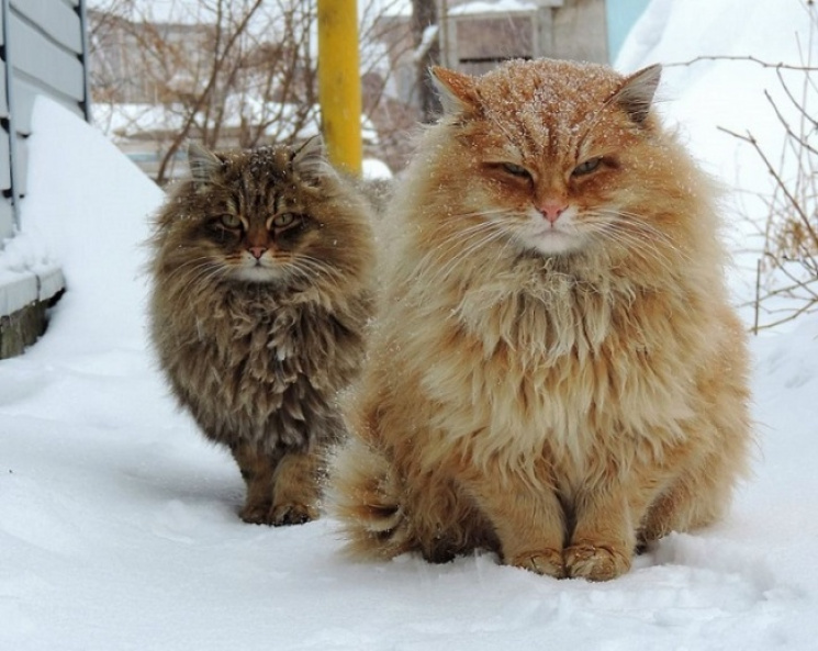 В Одесі подбають про котів-безхатьків…