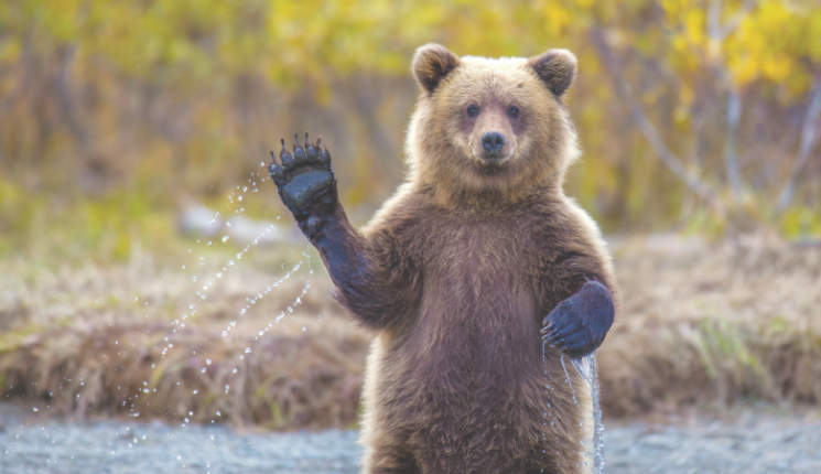 На Росії ведмідь вкрав у мисливця зброю…