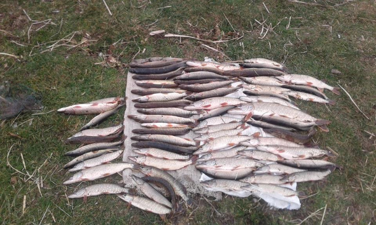 На Сумщині браконьєр наловив риби на пон…