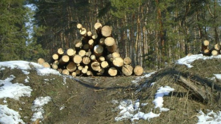 На Вінниччині загинув лісник…