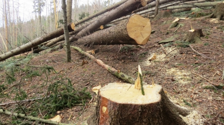 На Кропивниччині за знищення 230 дерев с…