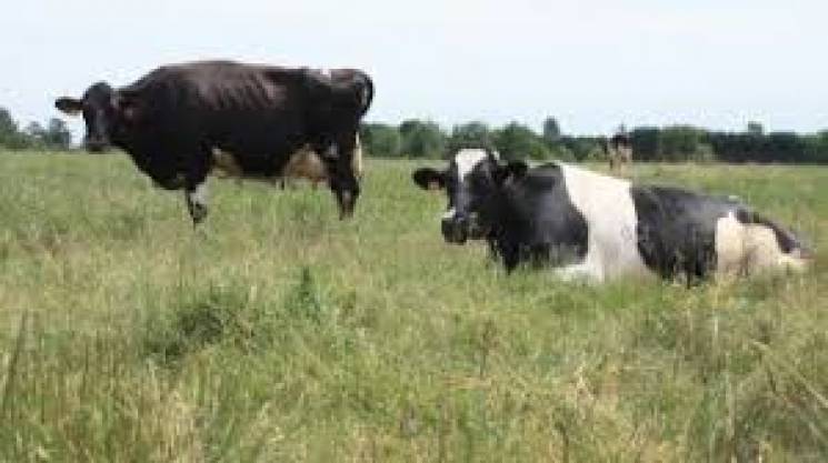 На Тернопільщині у селян покрали корів…