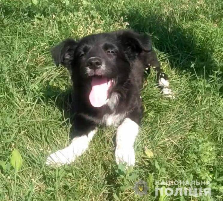 На Дніпропетровщині врятували собаку, як…
