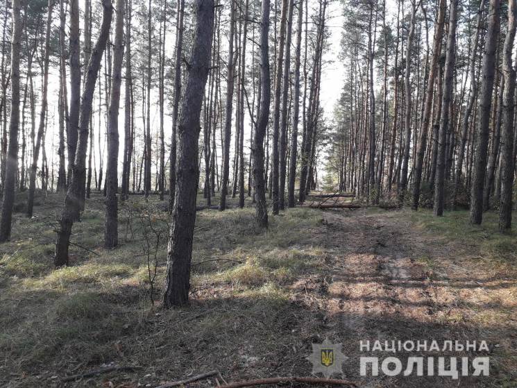 Под Харьковом браконьер нарубил деревьев…