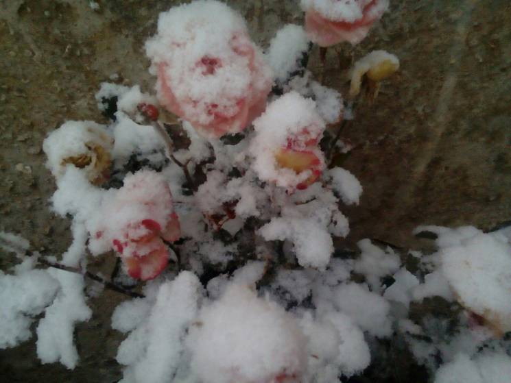 Армянськ: Екокатастрофу притрусило сніго…