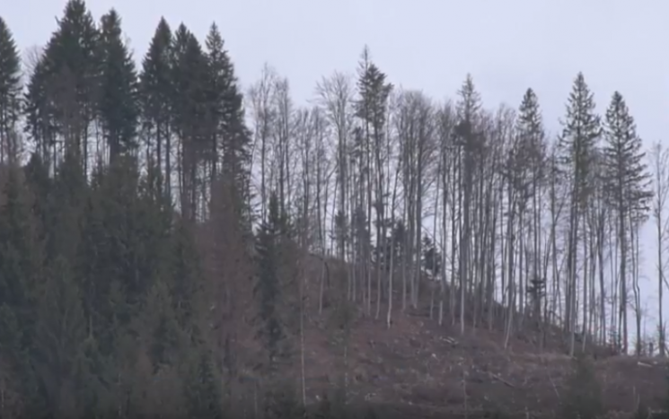 В Межгорье 200 га леса превратились в ча…