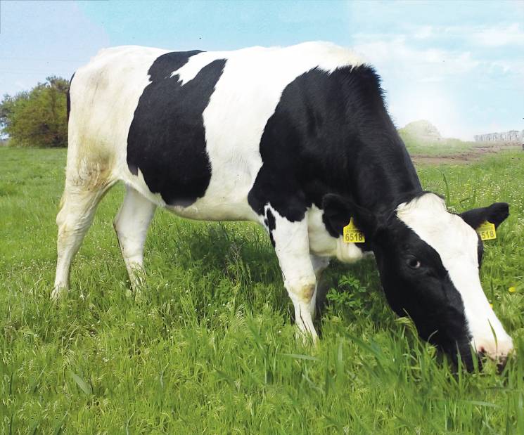 30 млн корів: "Укрлендфармінг" заявляє п…