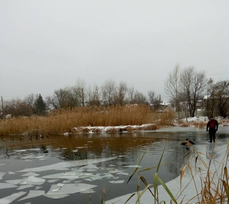 В Днипре спасатели освободили уток из ле…