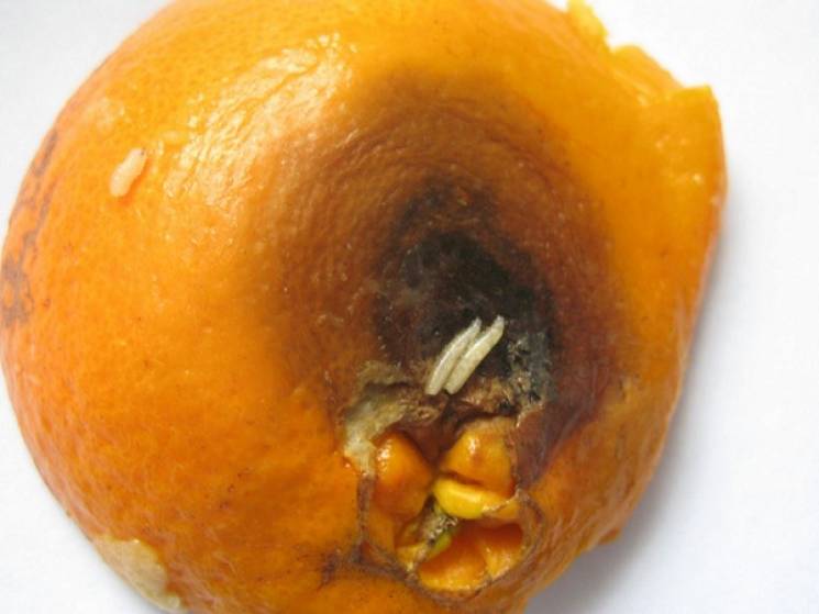 В Закарпатье завезли мандарины с "живым…