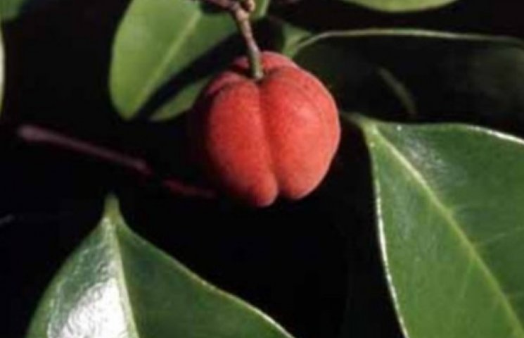 Австралийская ягода лечит рак за две нед…