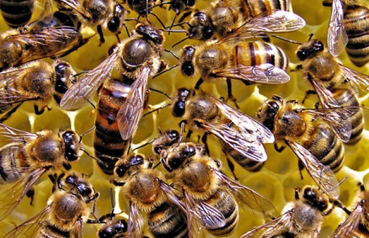 Азербайджанские пчеловоды побили пасечни…