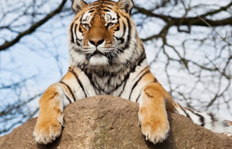 Путинский тигр Кузя может начать охоту н…