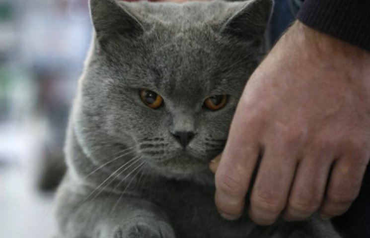 В Киеве породистые котята собирали деньг…