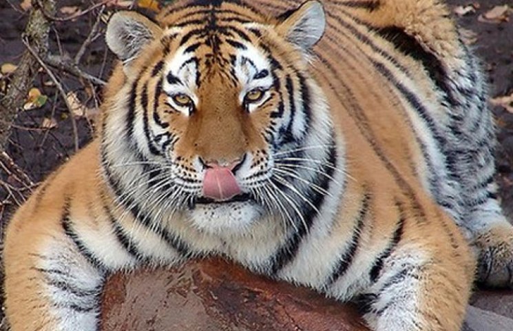 В Китае путинский тигр Кузя подозреваетс…