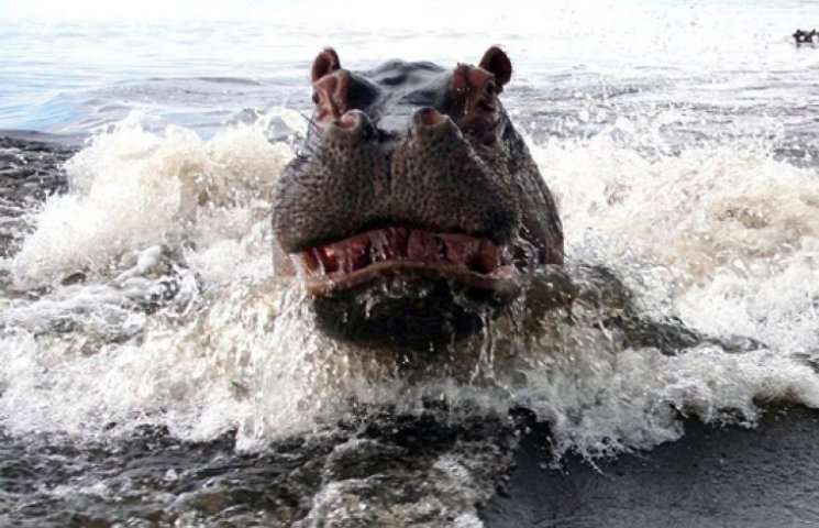 В Ботсвані гіпопотам напав на туристів…