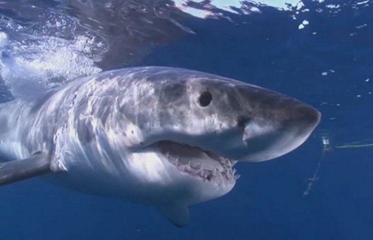 13-летняя австралийка испугала акулу сво…