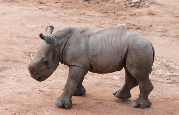 Маленький носоріг потоваришував із ягням…