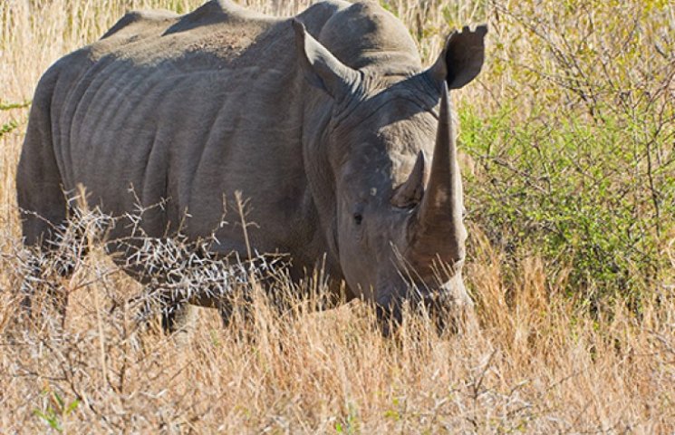 Носорог-задира получил в нос от жирафа…