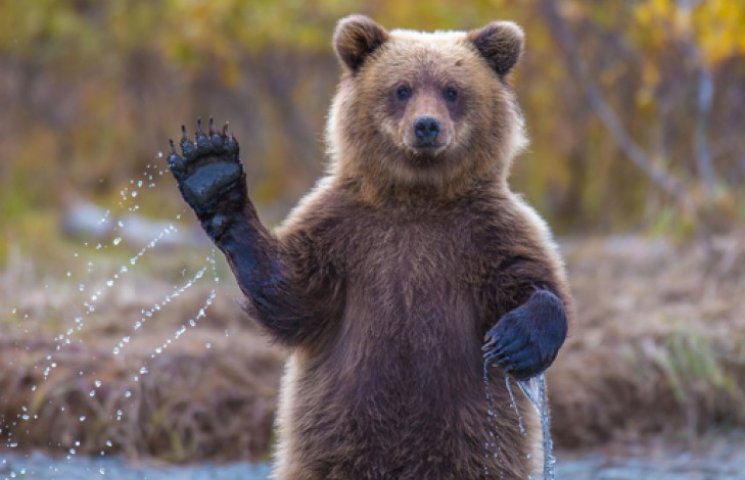 В США ввели запрет на селфи с медведями…